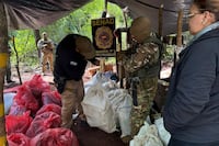 Destruyen siete campamentos y casi ocho toneladas de marihuana en Potrero Sur