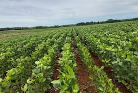 El Niño: ¿cómo afectará al campo y a los cultivos en Paraguay?
