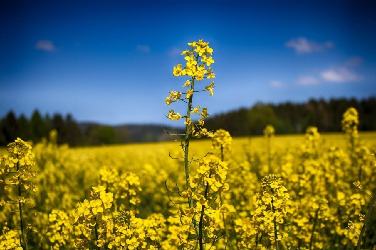 La canola mantiene una reserva de humedad entre 50 y 70%, aunque con excesos puntuales durante la fase de roseta.