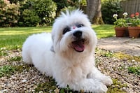 ¡Hoy se celebra el Día Mundial del Perro!