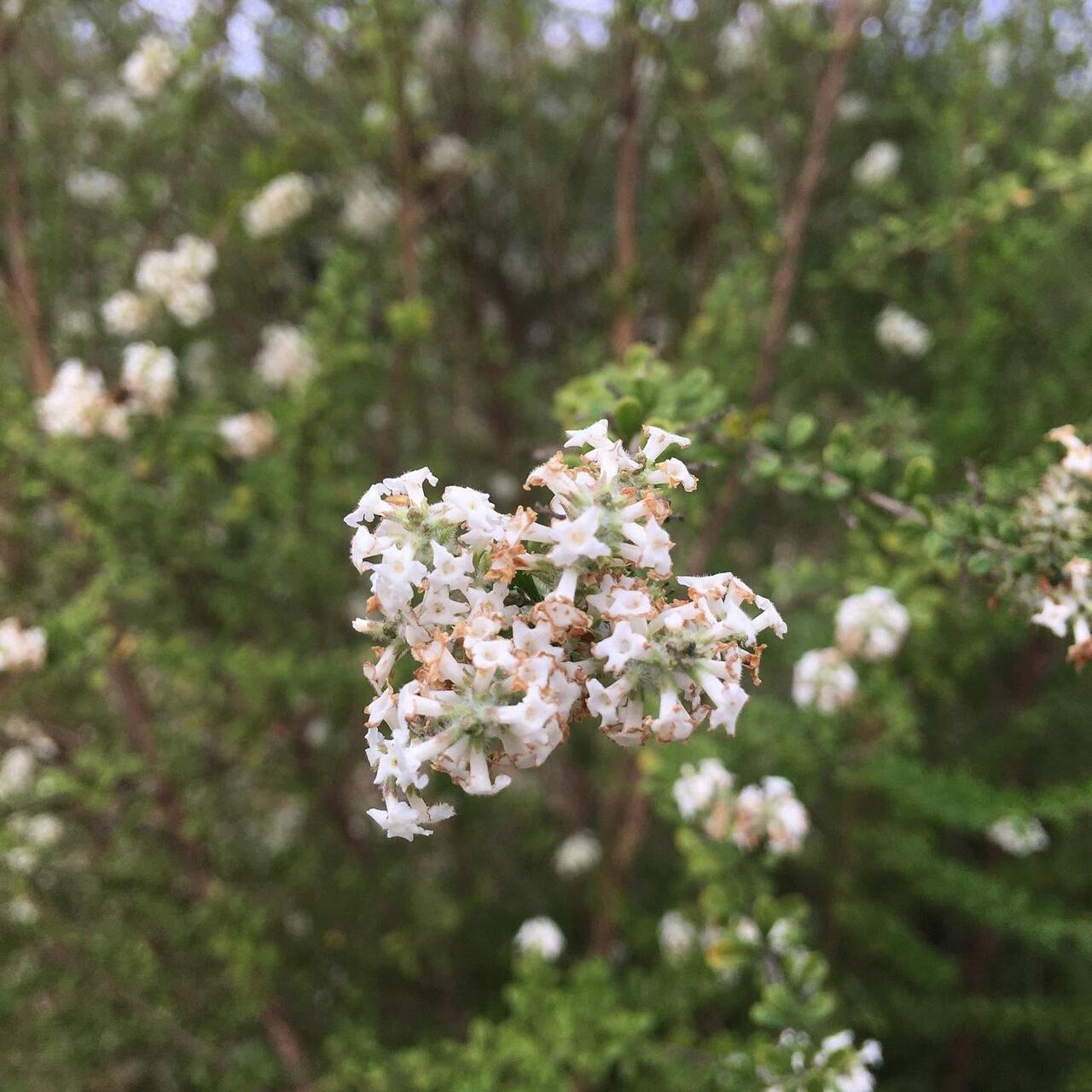 Un primer plano de las hojas y flores de Aloysia gratissima Var. gratissima, popularmente conocida como poleo'i o cedrón del monte.