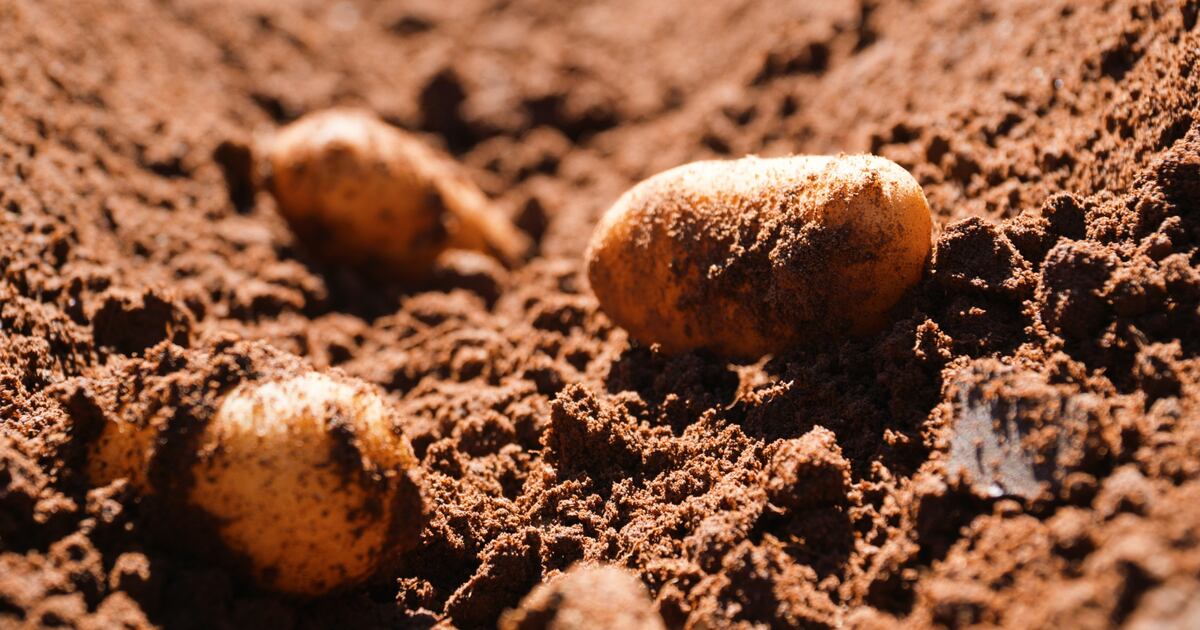 Aumenta la producción de papa y cebolla en el país