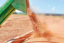 Récord de ingresos por envíos del grano local