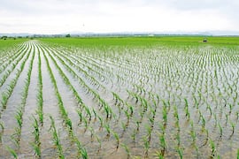 Cámara del arroz apunta a lograr el mayor hito exportador nacional