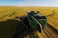 Arroz, el nuevo motor de la economía nacional