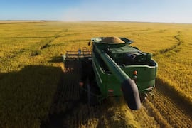 Arroz, el nuevo motor de la economía nacional