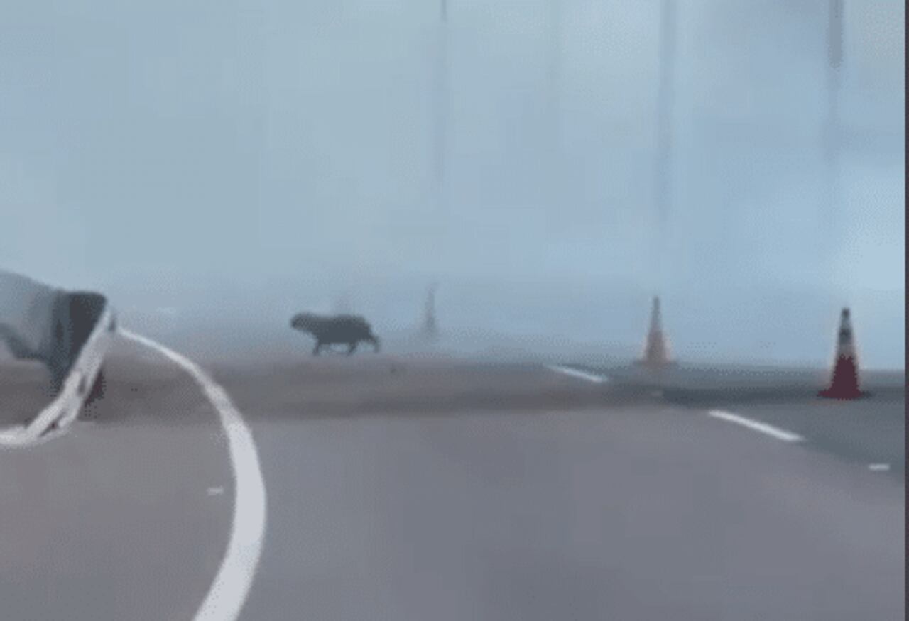 Un carpincho escapando del área debido a las llamas