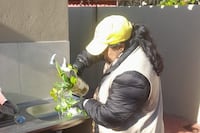 Control sanitario en ciudades y zonas rurales para evitar plagas