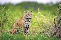 Lucha por biodiversidad enfrenta el desafío de delitos ambientales