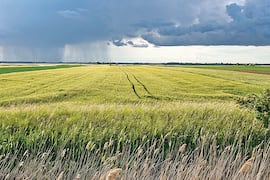 Fenómeno climático proyecta zafra récord y exige más planificación
