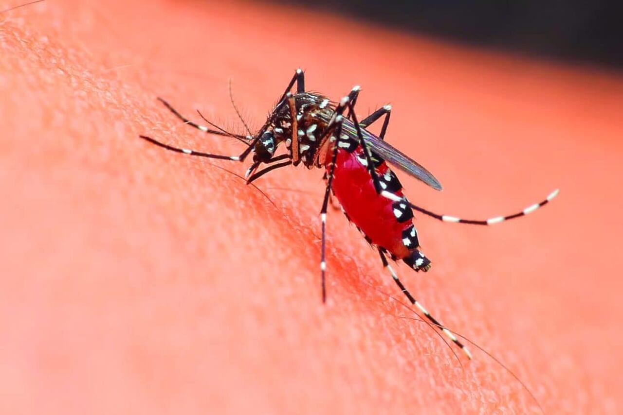 Aedes aegypti.