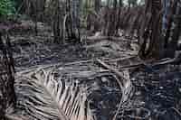 Brasil investiga si los incendios en la Amazonía responden a un sabotaje electoral