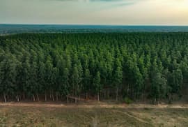 AFD: el 44% del financiamiento en dólares corresponde al Sector forestal