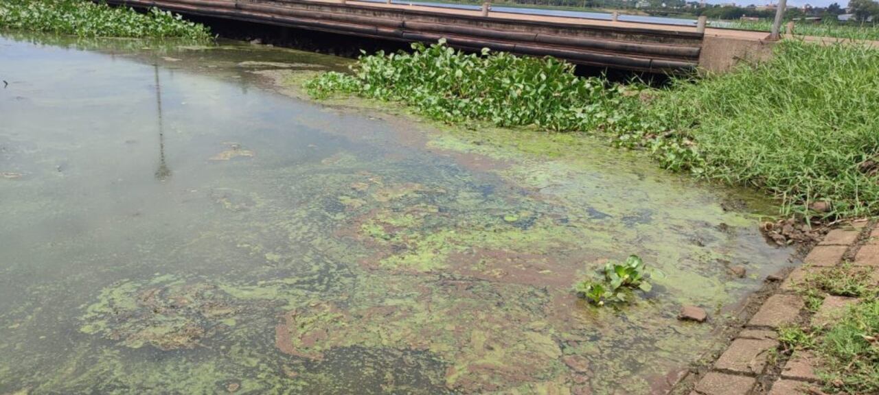 Cianobacterias y algas inundan las aguas en el área de confluencia de los arroyo Potï’y y Kuri-y.