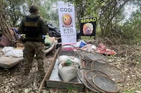 Senad destruye 20 hectáreas de cultivos de marihuana en Concepción
