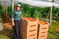 De emprendedora a proveedora de Hambre Cero: Cecilia Rivarola impulsa la producción de tomates en Misiones