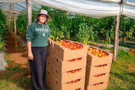 De emprendedora a proveedora de Hambre Cero: Cecilia Rivarola impulsa la producción de tomates en Misiones
