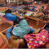 “No hay perros de la calle, son animales abandonados”