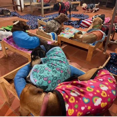 “No hay perros de la calle, son animales abandonados”