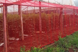 Horticultura de punta rinde frutos en Amambay