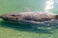La ballena “Timmy” será convertida en biocombustible tras su muerte