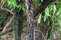 Alerta en Capiibary por invasión de gigantes caracoles africanos