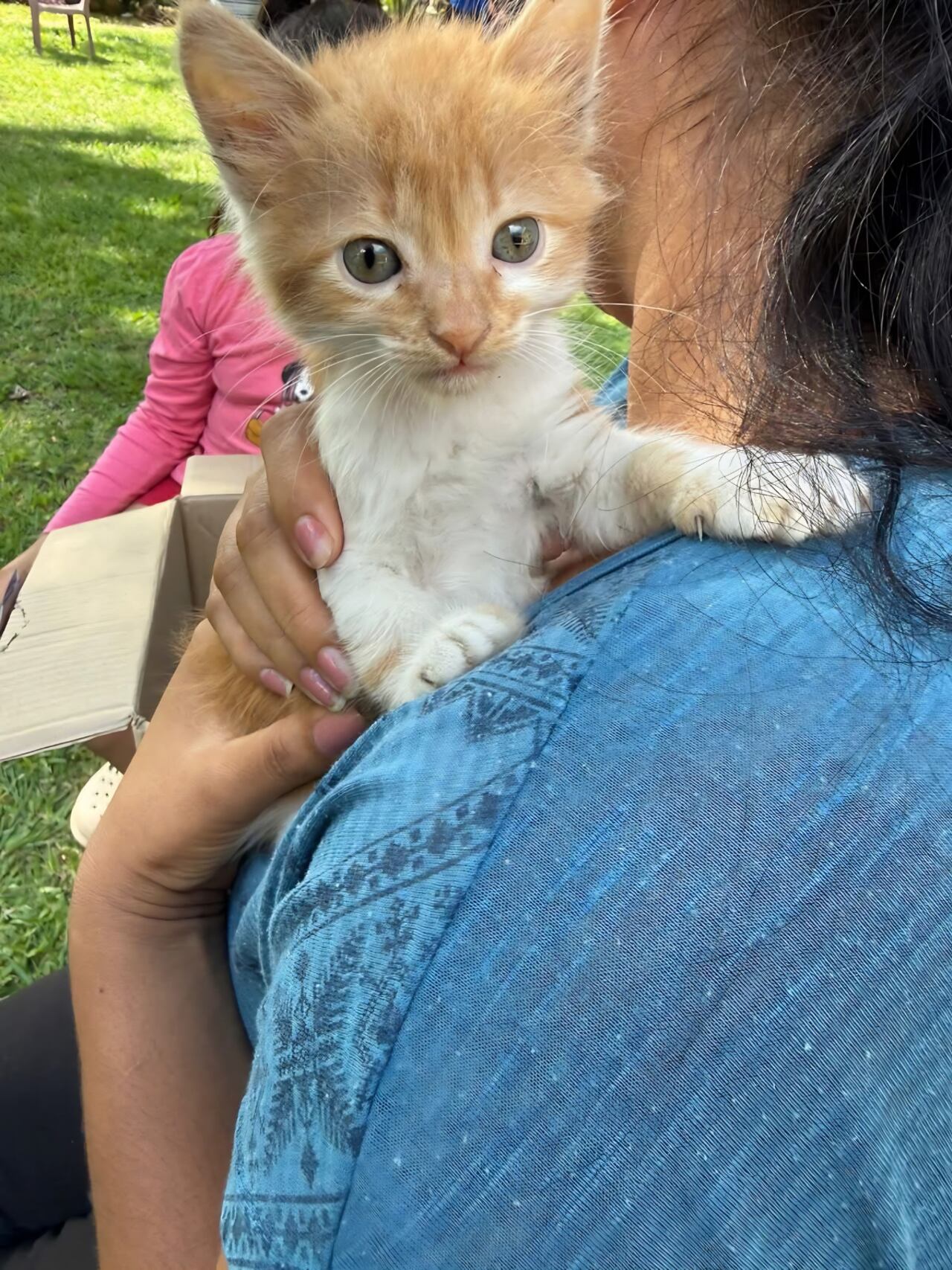 Los gatos también son los favoritos en algunas casas, por lo que requieren todo el amor y atención.
