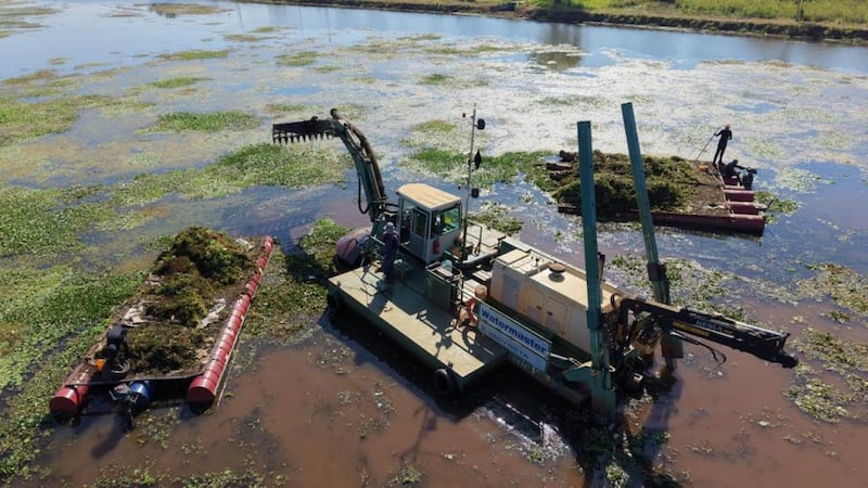 La acumulación de maleza no solo afecta el impacto visual del espejo de agua, sino que también genera preocupación en los municipios ribereños y altera la dinámica del ecosistema.