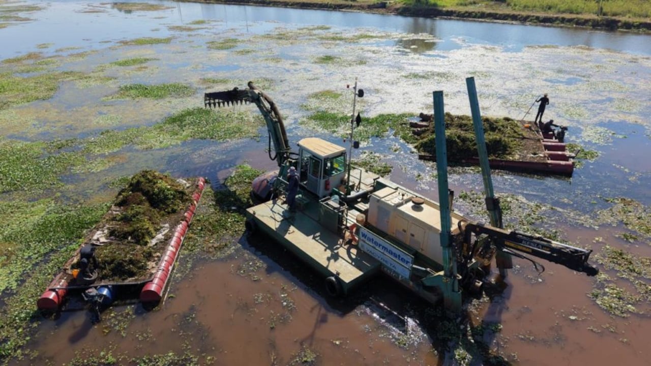 La acumulación de maleza no solo afecta el impacto visual del espejo de agua, sino que también genera preocupación en los municipios ribereños y altera la dinámica del ecosistema.