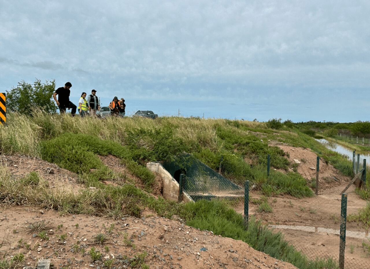 Las huellas detectadas a la vera de la ruta chaqueña significan que los animales estánencontrando caminos alternativos para cruzar sin exponerse al tránsito pesado.