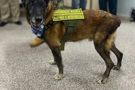 Agente Canino Bronco recibe Medalla Municipal al Mérito en Junta de Asunción