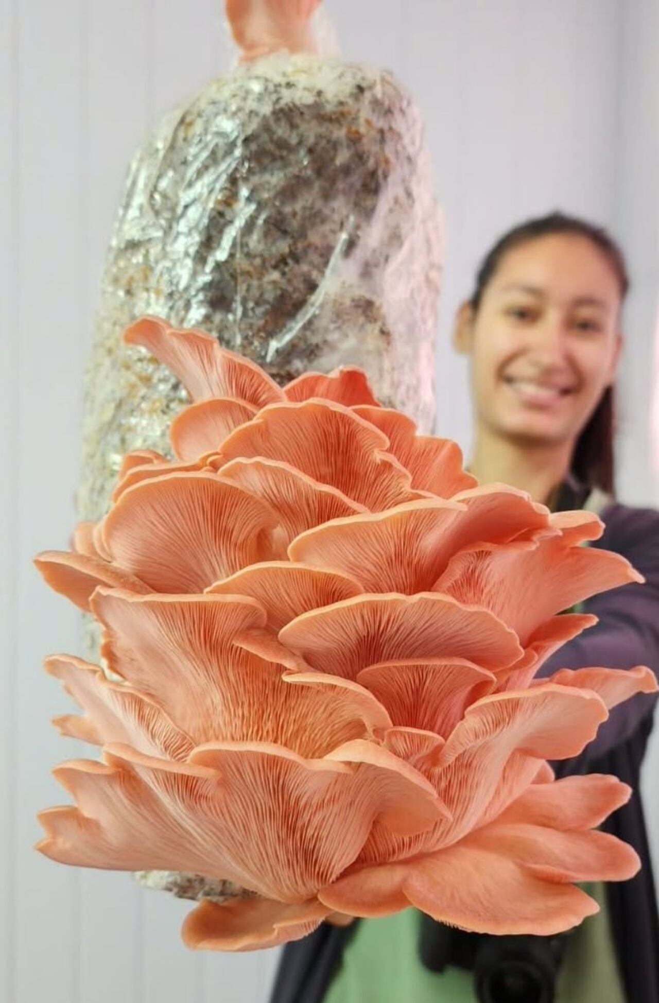 La impresionante estructura de racimo del hongo ostra rosa (Pleurotus djamor) en su sustrato de cultivo, mostrando su llamativo color y forma de coral.