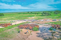 El futuro reproductivo del toro de Paraguay se define al sexto mes