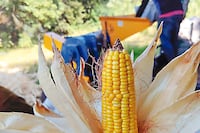 Heladas no dejan pérdidas, pero prevén un impacto comercial futuro