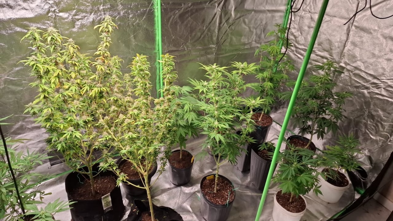 Cultivo, sistemas de iluminación y control de temperatura fueron hallados por los agentes.