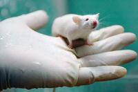 Parche cardíaco del MIT que regenera y dosifica fármacos tras un infarto