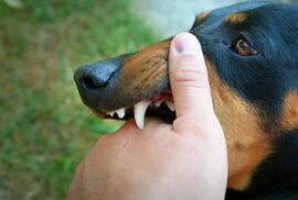 Día Mundial de la Rabia: qué hacer ante la mordedura de un perro