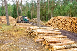 Procesar recursos forestales es el vital reto productivo de Paraguay