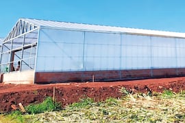 Inbiotec lanzará soja y maíz de alto rendimiento en dos temporadas