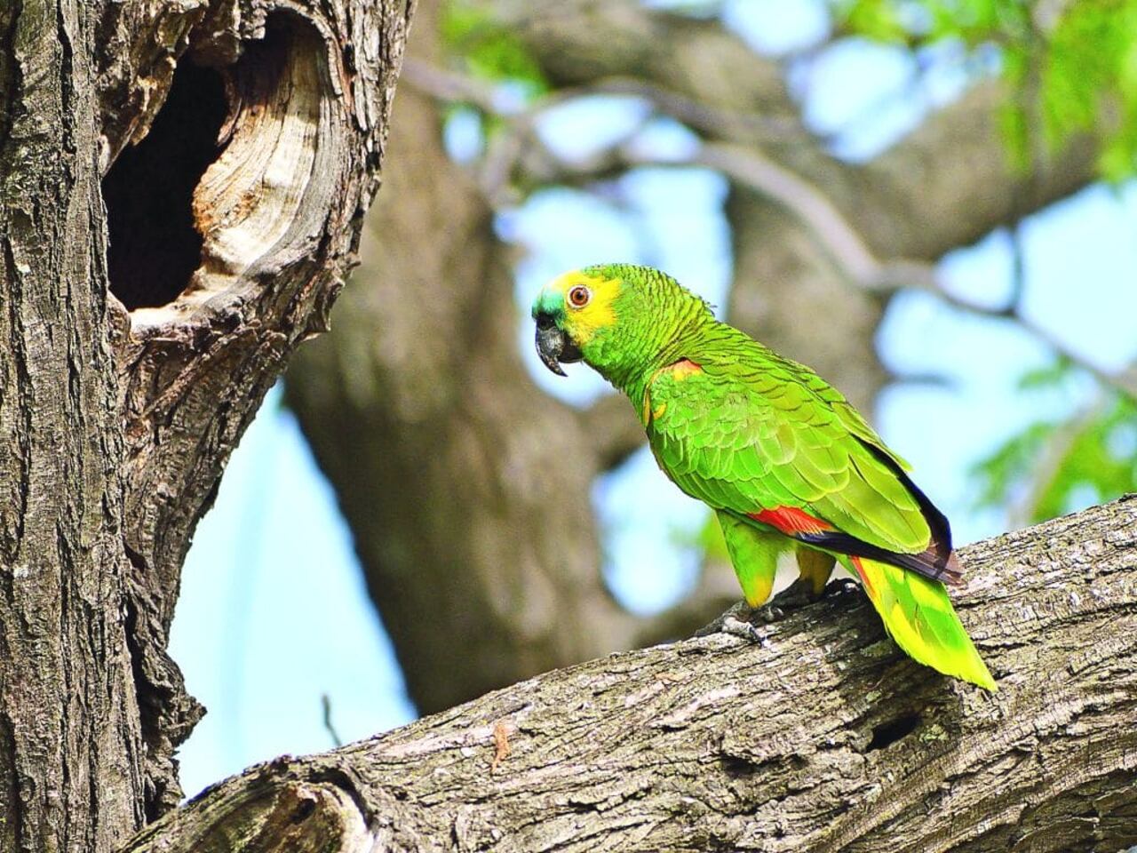Uno de los atractivos al aire libre este domingo son los avistamientos de aves y peces, con horarios que van desde las 06:30 y las 08:30 respectivamente.