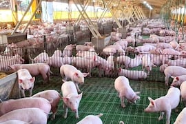 Exportación porcina creció un 43% y el sector pide mayor articulación
