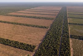 Inversión en el sector forestal proyecta ampliar la industria maderera nacional