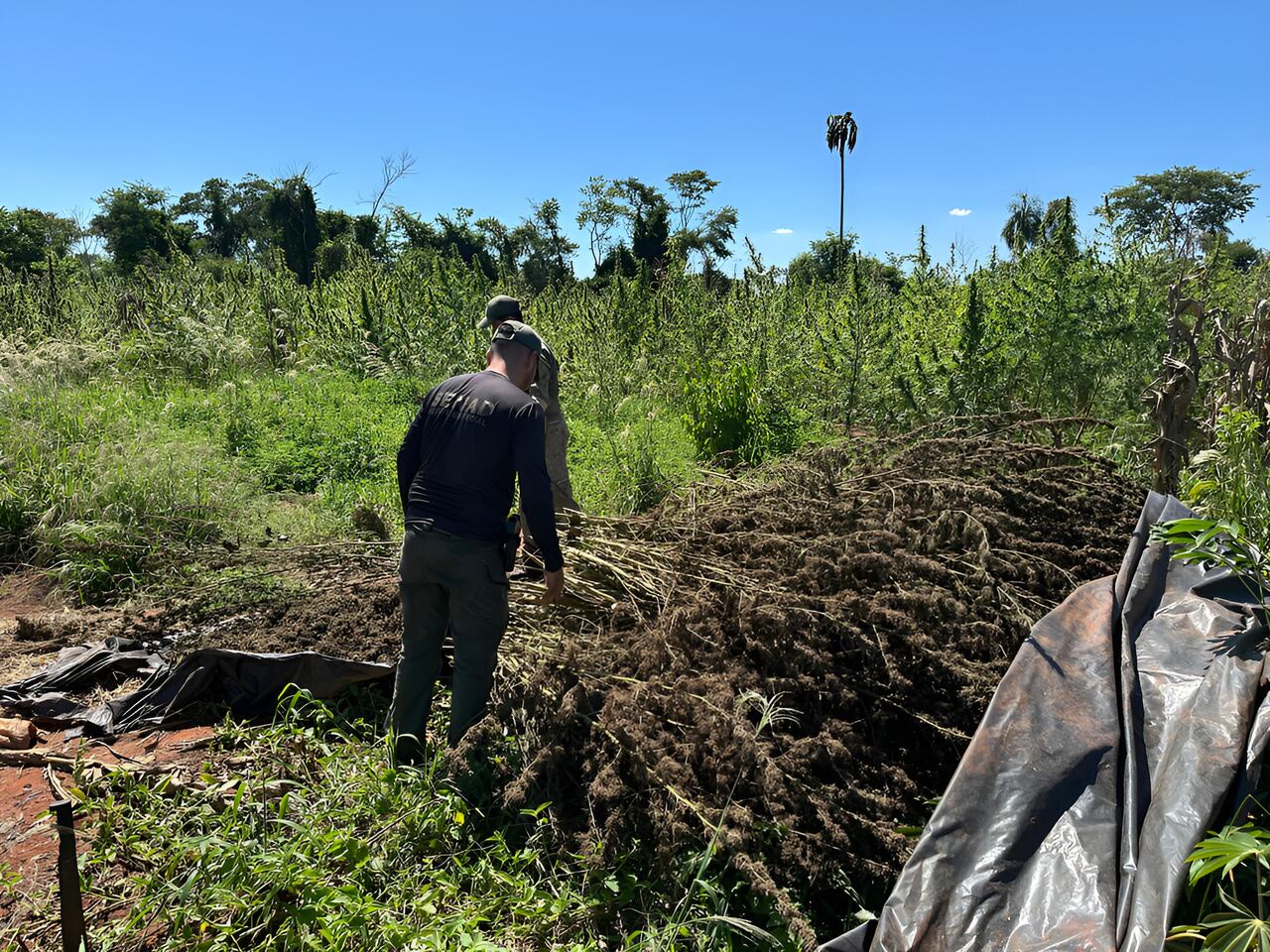 La droga dispuesta para secado fue destruida en el sitio por disposición fiscal.