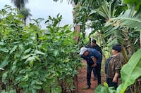 Piden reforzar controles por amenaza de ingreso a Paraguay de “escoba de bruja” de la mandioca