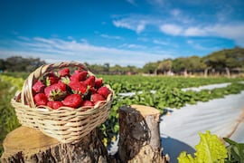 La cosecha de frutillas arranca con excelentes perspectivas de producción