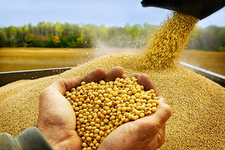 Proyecciones del USDA sobre producción de soja paraguaya es con aumento del 138%