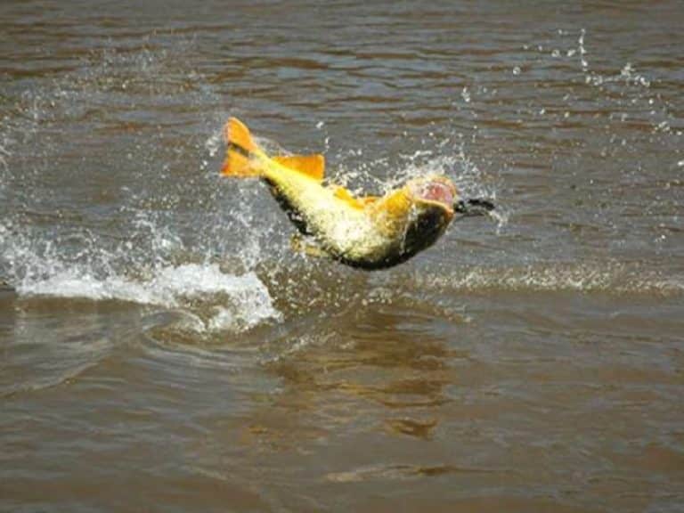 Luego de la veda, el pescado será una opción en Nochebuena