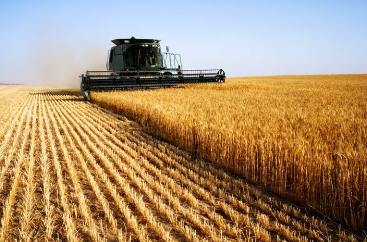 Brasil se consolida como principal destino del trigo paraguayo