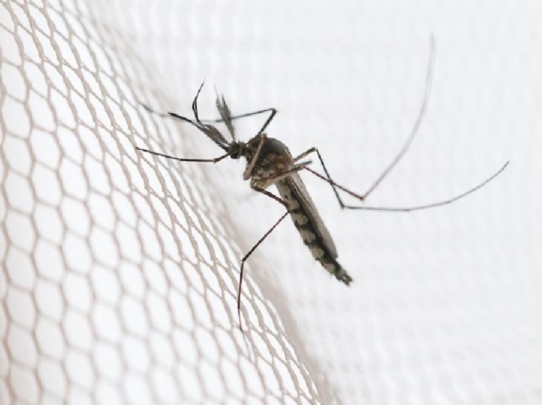Infecciones, internaciones y fallecidos en descenso por Covid y aumento por chikungunya esta semana
