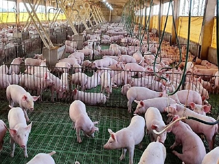 Taiwán se consolida como principal importador de carne porcina